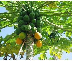 Image result for Carica papaya