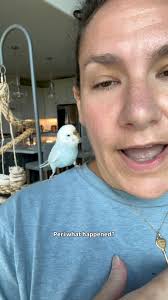 A celebratory bacon pancakes for Miss Augustine and her new feathers. She  is still doing well and recovering 🙏🏻 #auggie #quakerparrot #rescue  #baconpancakes