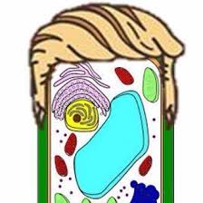 Plant cells have a thick outer wall to help them handle all the water that is created by this process. Cell Wall On Twitter Did You Just Ask Me If Animal Cells Have Cell Walls Come On People Oic18