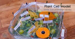 Internally, it comprises of various cell organelles how to make an animal cell cake. Plant Cell Model Researchparent Com