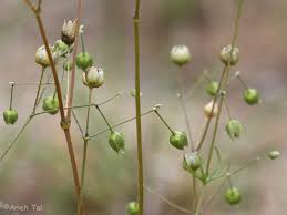 Image result for Spergula