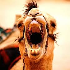 Apache camel is an open source integration framework designed to make integrating systems simple and easy. 9 Reasons Your Canine Teeth Don T Make You A Meat Eater