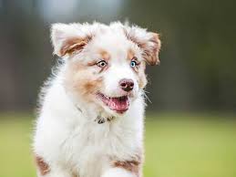 Your red merle australian shepherd has inherited a particularly unique and beautiful color pattern. Favorite Puppy Names Australian Shepherd Names