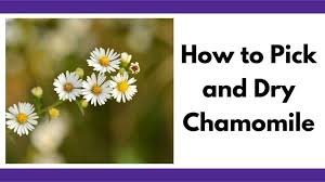 The chamomile flowers are used fresh or dried. Harvesting Chamomile How To Pick Dry Chamomile Together Time Family
