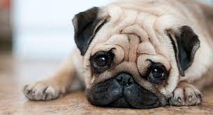 Pug Dog Breed Information Characteristics Price And Facts Trends Magazine