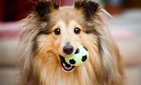 The doggie depot daycare is a loving, clean, fun and safe environment for your beloved pup! Safe And Fun Dog Daycare In Bulverde Tx Red Barn Pet Ranch