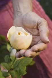 Place the container with flowers in the microwave (without a lid) along with a glass of water. How To Dry Silica Gel In A Microwave Dried Flowers Gel Beads Planting Roses