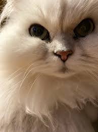 Jodi Kopp's Instagram, Twitter & Facebook