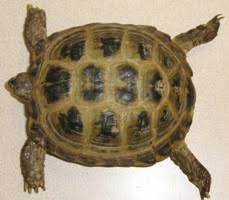 Basic Care Russian Tortoise Arizona Exotics Tortoises