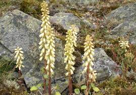 Image result for Umbilicus botryoides