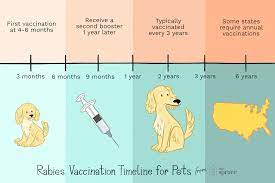 Pet Rabies Shots And How Long They Last