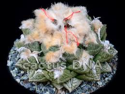 Image result for Kotschya carsonii