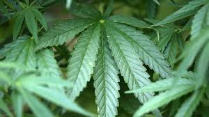 Hanf Produkte Mit Cbd Gesund Oder Gefahrlich Marktcheck Swr Fernsehen