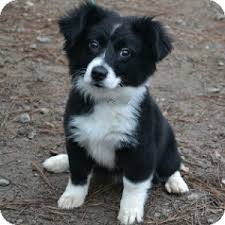 All our border collie puppies have medium to long coats. Athens Ga Border Collie Meet Molly A Pet For Adoption