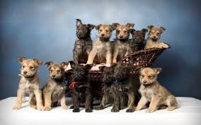 The berger picard, popularly called the picardy shepherd, is a breed of french sheepdogs known for their shaggy and unkempt physical appearance as well as lively personality. Berger Picard History Temperament Care Training Feeding Pictures