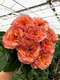 Kensington Gardens Sassen B V Vip Roses Rose Varieties Kensington Gardens Full Sun Flowers