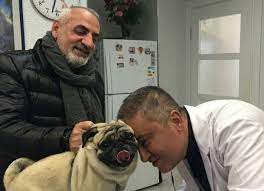 iletisim kurmak icin kopek pug pug kopek hayvan