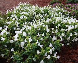 Image result for Torenia thouarsii