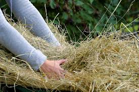 Die herbstzeitlose blüht im spätsommer bis herbst und ist in europa weit verbreitet und auch als zierpflanze bekannt. Verunreinigtes Heu Sorgte Bei Zwei Springpferden Fur Positive Dopingproben Propferd At Osterreichs Unabhangiges Pferde Portal News Aktuelle News