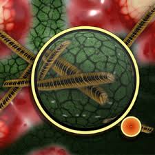 бактерии кроссворд по биологии 5 класс с вопросами и ответами Krossvord Po Biologii Na Temu Bakterii Voprosy Dlya Krossvorda