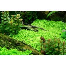 Image result for Utricularia arenaria