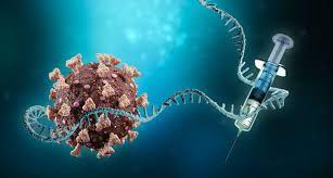 لقاح فايزر هو لقاح ضد mrna. Ù†Ø¬Ø§Ø­ ØªÙ‚Ù†ÙŠØ© Mrna Ù…Ø¹ ÙƒÙˆØ±ÙˆÙ†Ø§ ÙŠØ¨Ø¹Ø« Ø§Ù„Ø£Ù…Ù„ ÙÙŠ Ø¹Ù„Ø§Ø¬ Ø£Ù…Ø±Ø§Ø¶ Ø´Ø§Ø¦Ø¹Ø© Ù…Ù†Ù‡Ø§ Ø§Ù„Ø³Ø±Ø·Ø§Ù† ÙƒÙˆÙÙŠØ¯ 19 Ø§Ù„Ø¨ÙŠØ§Ù†
