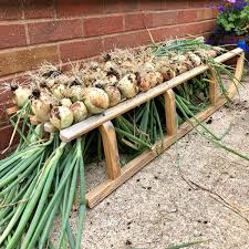 Known for its large size and sweet, mild taste, it can weigh up to 2 pounds and. Allium Cepa Cepa Group Ailsa Craig Onion Ailsa Craig Uploaded By Carolecuttingitfine
