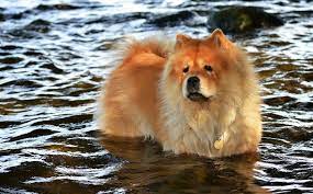 sobaki porody chau chau foto svoenravnyj domashnij lev smotri bolshe http kot pes com sobaki porody chau chau foto svoenravnyj domas best dogs chow chow dogs