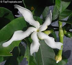 Image result for Tabernaemontana crassa