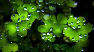 St Patricks Day Desktop Wallpaper St Patricks Day Wallpaper Clover Leaf Seasons Photography