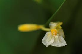 Image result for Marantochloa