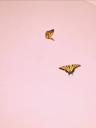 In the large butterfly png gallery, all of the files can be used for commercial purpose. Aesthetic Butterflies Wallpapers Wallpaper Cave