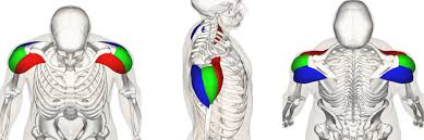 The muscular system is responsible for the movement of the human body. How To Train Your Shoulder Muscles Exercises Workout Strengthlog