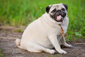 Maybe you would like to learn more about one of these? Average Cost Of Buying A Pug With 21 Examples Embora Pets