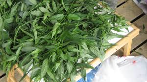 This is a true topical herb. Sabah Snake Grass ä¼˜éè‰ Home Facebook