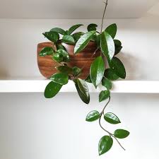 Black leaves belongs near the i started my hoya polystachya over a couple of years ago, and now have two very nice plants that i. Hoya Exotic Plant Trailing Tropical Vine Plantandpot Nz
