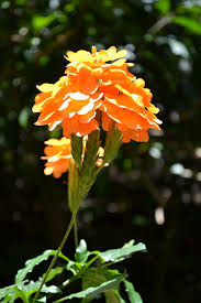 Check spelling or type a new query. Orange Flower Flowers Orange Flowers Garden Sri Lanka Free Image From Needpix Com