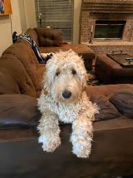 Kitchen equipment australian labradoodle rescue. Texas Australian Labradoodles Puppies For Sale San Antonio Texas