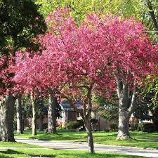 We did not find results for: Robinson Crabapple Tree Naturehills Com