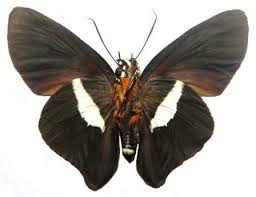 Image result for Sphedamnocarpus angolensis