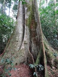 Image result for Newtonia buchananii