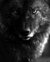 Black And Grey Wolf With Blue Eyes F O Fabforgottennobility Wolf With Blue Eyes Wolf Spirit Animal Black Wolf