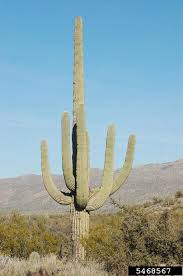 El cactus saguaro puede vivir por 200 años y crecer hasta 60 pies de altura. Backyard Gardener Saguaro Cactus August 16 2017