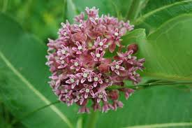 Image result for Asclepias schumanniana