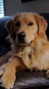 Sweet Marley Goldenretriever Golden Retriever Kopek Turleri