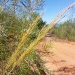 Image result for Loudetia simplex