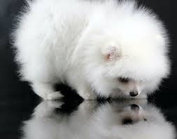 zuckersusse pomerian zwergspitz hundin und rude in niedersachsen rinteln spitz und spitzwelpen kaufen ebay kleinanze zwergspitz hund spitz hund zwergspitz