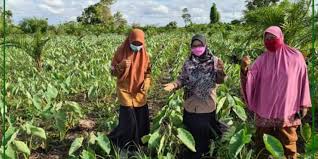 / umumnya tanaman porang baru bisa dipanen dua hingga tiga tahun. Manfaat Tanaman Porang
