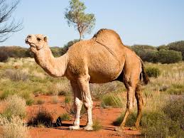 An analysis of protein found in the bones has revealed that. 10 000 Thirsty Feral Camels To Be Culled Northern Star
