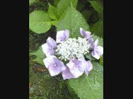 紫陽花の花の中央部分が咲かない 中古で庭付き１件家を一昨年の秋 その他 趣味 アウトドア 車 教えて Goo
